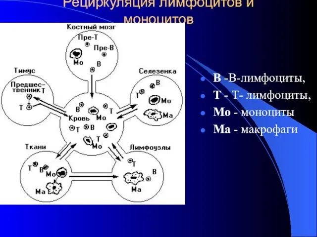 Рециркуляция лимфоцитов и моноцитов В -В-лимфоциты, Т - Т- лимфоциты, Мо - моноциты Ма - макрофаги