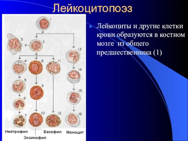 Лейкоцитопоэз Лейкоциты и другие клетки крови образуются в костном мозге из общего предшественника (1)