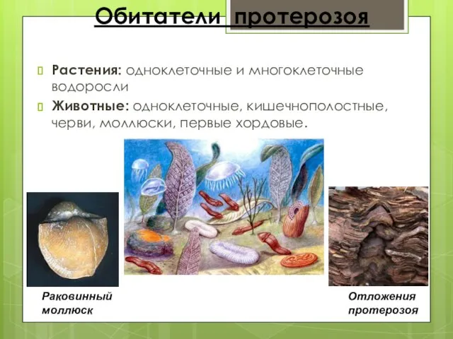 Обитатели протерозоя Растения: одноклеточные и многоклеточные водоросли Животные: одноклеточные, кишечнополостные, черви, моллюски,