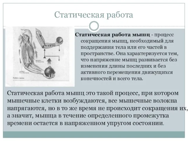 Статическая работа Статическая работа мышц - процесс сокращения мышц, необходимый для поддержания