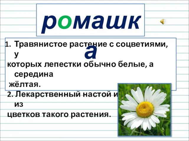 Травянистое растение с соцветиями, у которых лепестки обычно белые, а середина жёлтая.