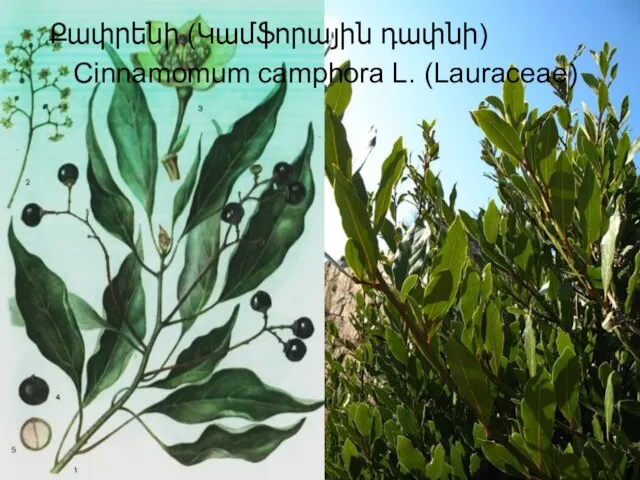 Քափրենի (Կամֆորային դափնի) Cinnamomum camphora L. (Lauraceae)