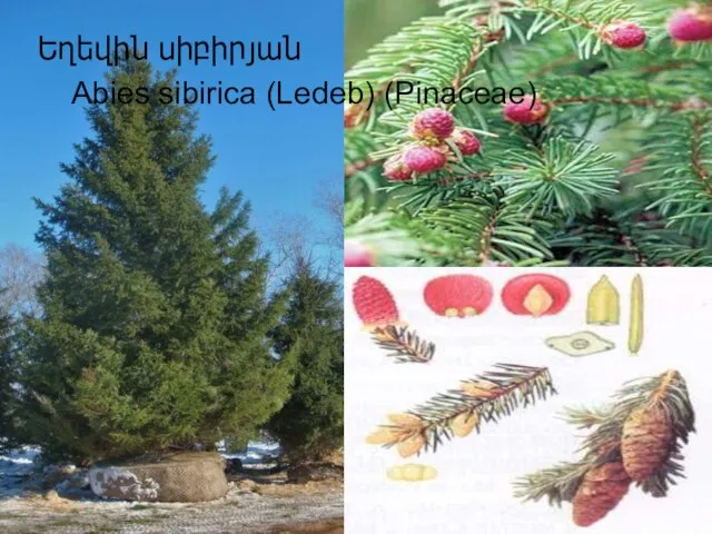 Եղեվին սիբիրյան Abies sibirica (Ledeb) (Pinaceae)