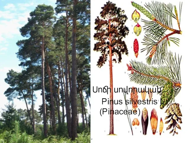 Սոճի սովորական Pinus silvestris L. (Pinaceae)