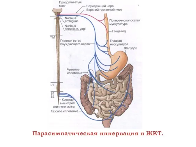 Парасимпатическая иннервация в ЖКТ.