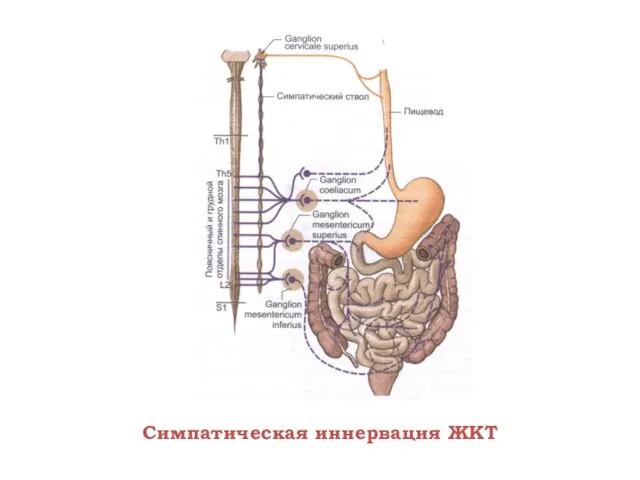 Симпатическая иннервация ЖКТ