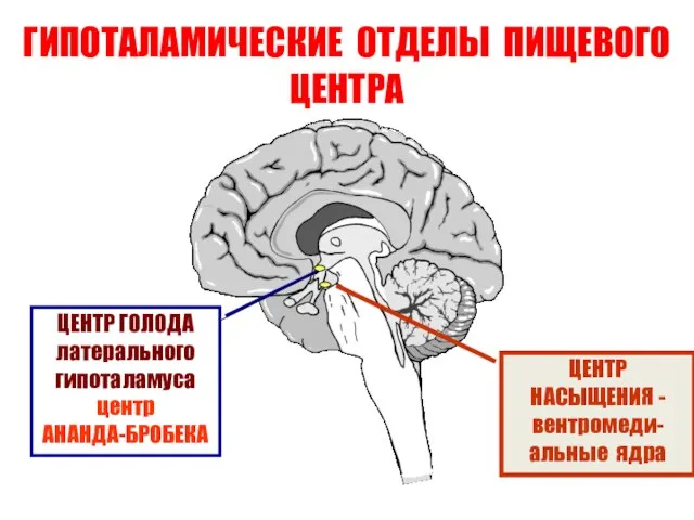 ГИПОТАЛАМИЧЕСКИЕ ОТДЕЛЫ ПИЩЕВОГО ЦЕНТРА ЦЕНТР ГОЛОДА латерального гипоталамуса центр АНАНДА-БРОБЕКА ЦЕНТР НАСЫЩЕНИЯ - вентромеди-альные ядра