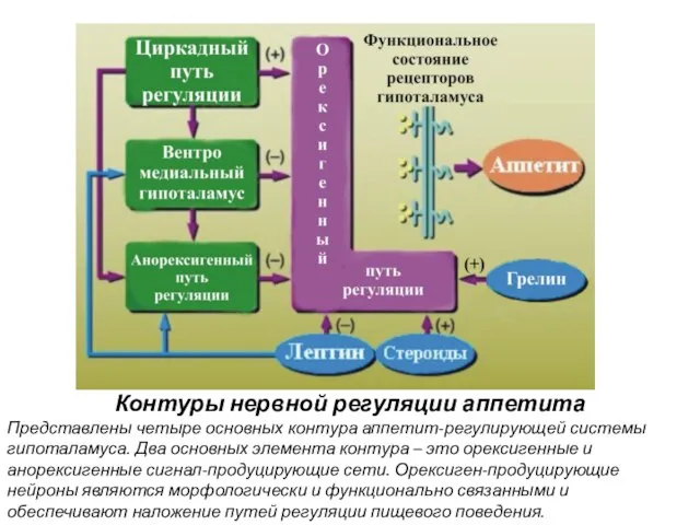 Контуры нервной регуляции аппетита Представлены четыре основных контура аппетит-регулирующей системы гипоталамуса. Два