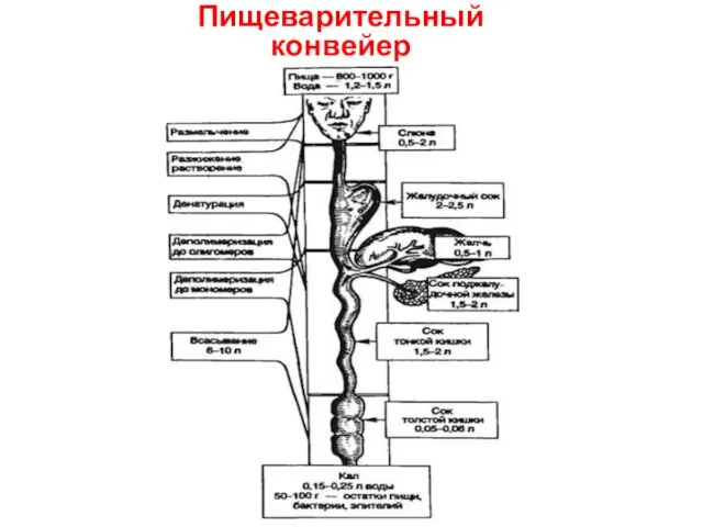 Пищеварительный конвейер