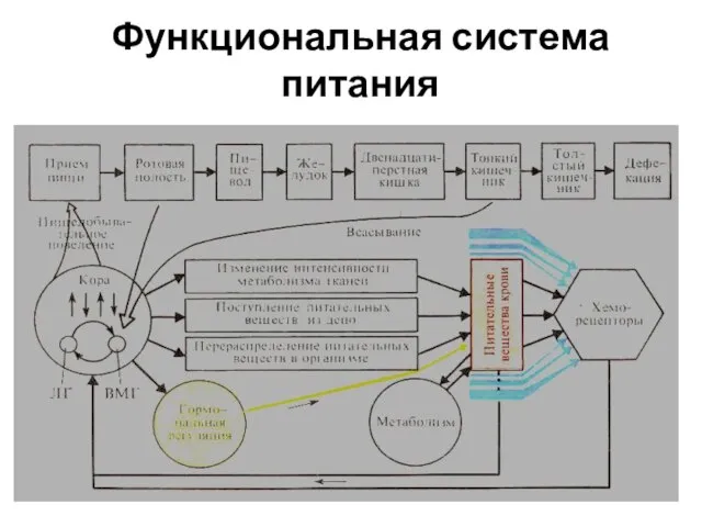 Функциональная система питания