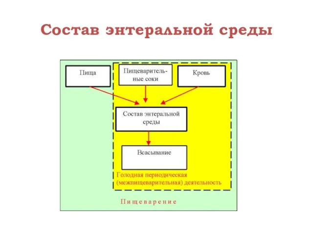 Состав энтеральной среды