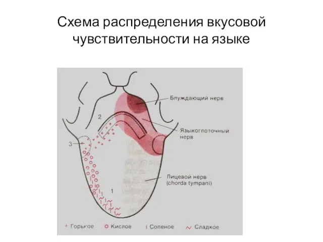 Схема распределения вкусовой чувствительности на языке