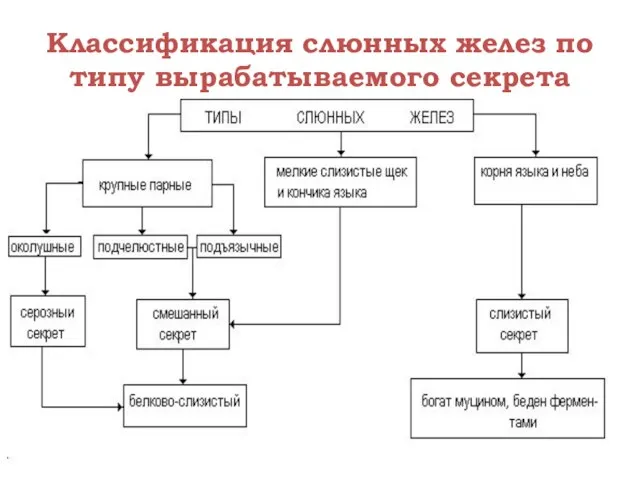 Классификация слюнных желез по типу вырабатываемого секрета