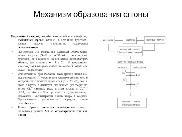 Механизм образования слюны Первичный секрет, вырабатывающийся в ацинусах, изотоничен крови. Однако, в