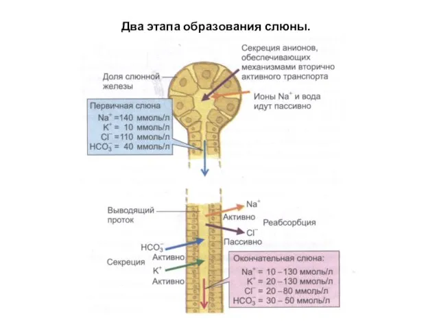 Два этапа образования слюны.