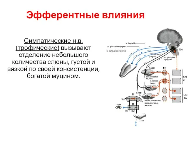 Эфферентные влияния Симпатические н.в. (трофические) вызывают отделение небольшого количества слюны, густой и