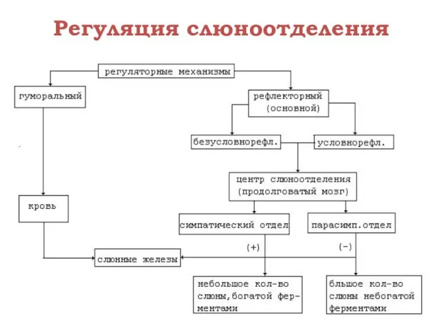 Регуляция слюноотделения