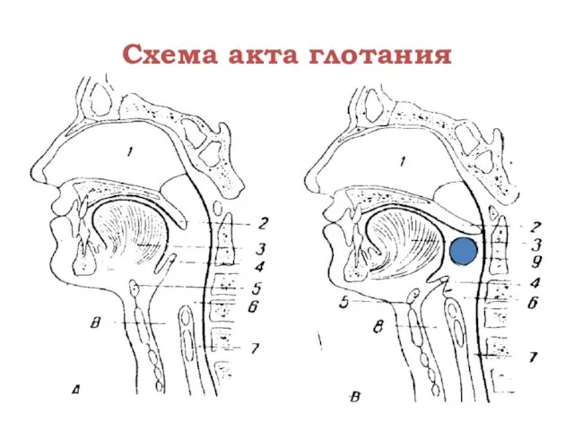 Схема акта глотания