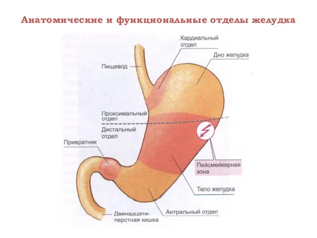 Анатомические и функциональные отделы желудка