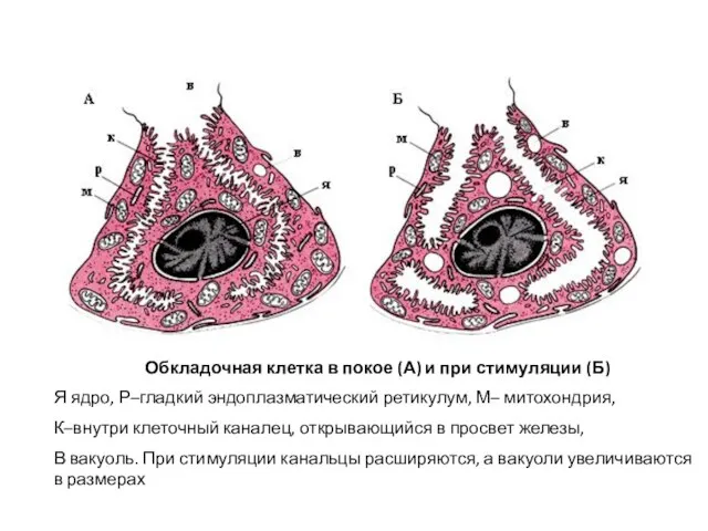 Обкладочная клетка в покое (А) и при стимуляции (Б) Я ядро, Р–гладкий