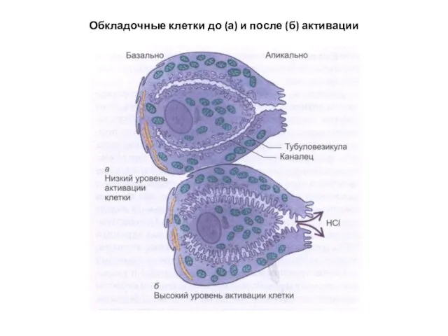Обкладочные клетки до (а) и после (б) активации
