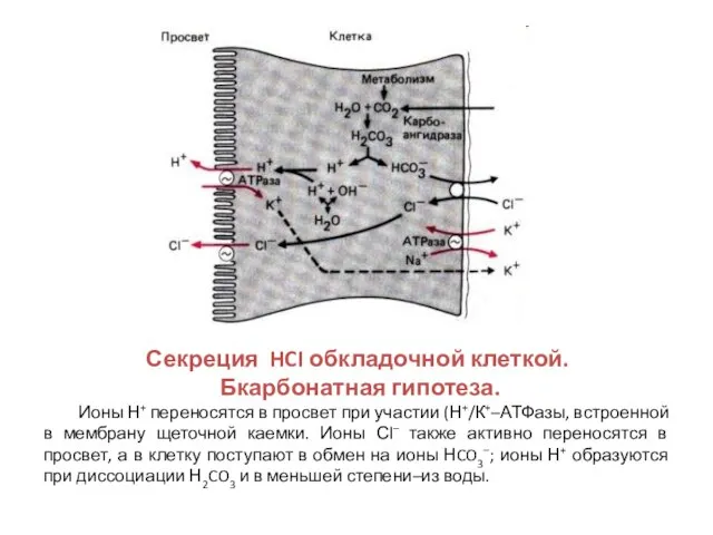 Секреция HCI обкладочной клеткой. Бкарбонатная гипотеза. Ионы Н+ переносятся в просвет при