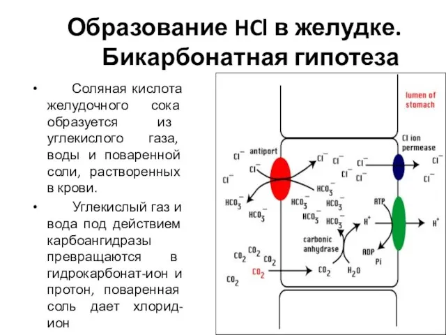 Образование HCl в желудке. Бикарбонатная гипотеза Соляная кислота желудочного сока образуется из