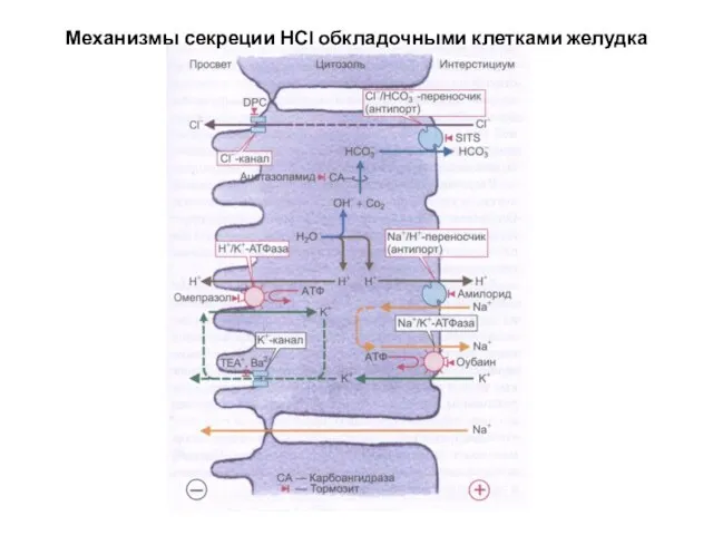 Механизмы секреции НСl обкладочными клетками желудка