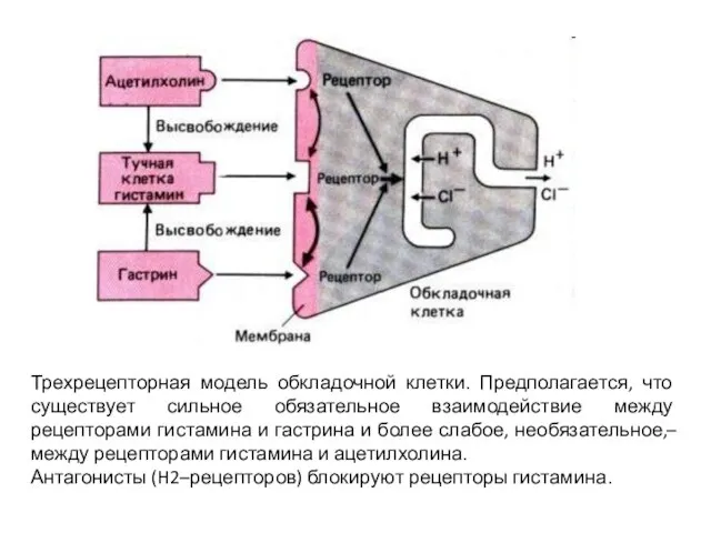 Трехрецепторная модель обкладочной клетки. Предполагается, что существует сильное обязательное взаимодействие между рецепторами