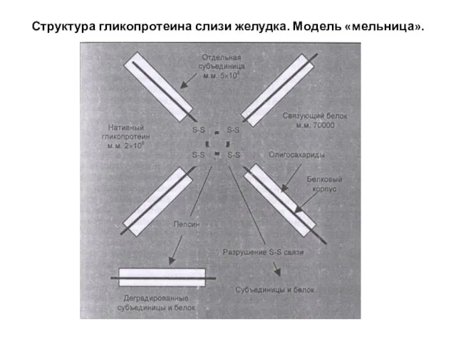 Структура гликопротеина слизи желудка. Модель «мельница».