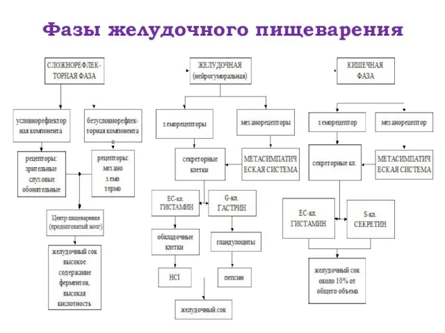 Фазы желудочного пищеварения