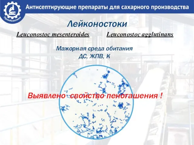 Лейконостоки Leuconostoc mesenteroides Leuconostoc agglutinans Мажорная среда обитания ДС, ЖПВ, К Выявлено свойство пеногашения !