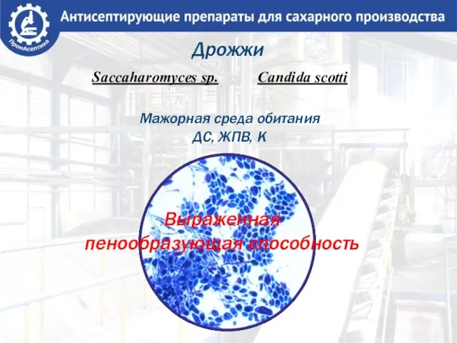 Дрожжи Saccaharomyces sp. Candida scotti Выраженная пенообразующая способность Мажорная среда обитания ДС, ЖПВ, К