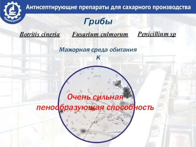 Грибы Botritis cineria Fusarium culmorum Penicillium sp. Мажорная среда обитания К Очень сильная пенообразующая способность