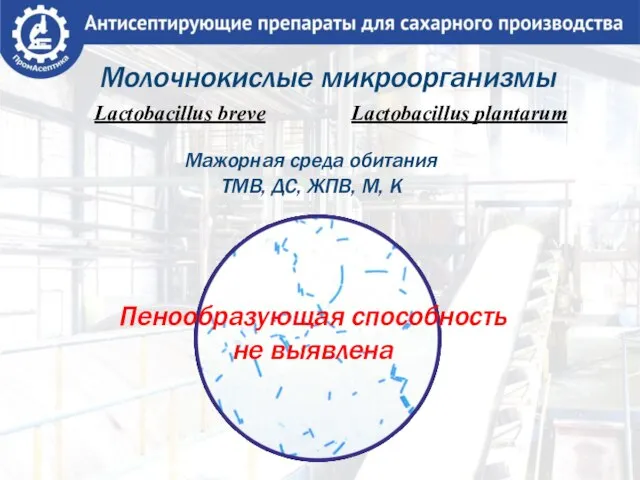 Молочнокислые микроорганизмы Lactobacillus breve Lactobacillus plantarum Мажорная среда обитания ТМВ, ДС, ЖПВ,