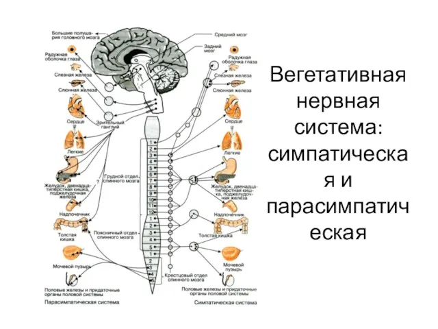 Вегетативная нервная система: симпатическая и парасимпатическая