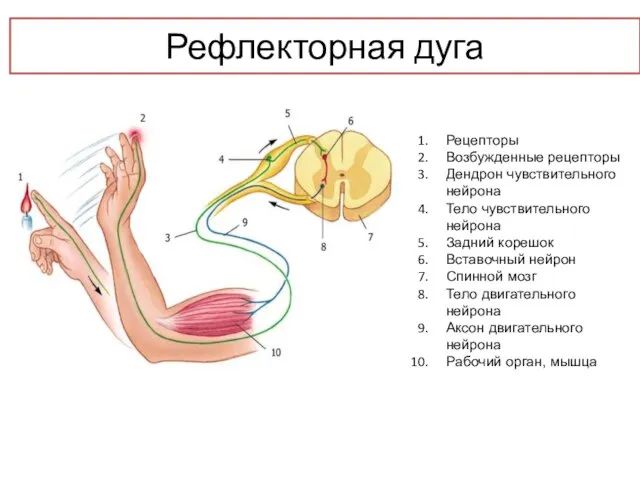 Рефлекторная дуга Рецепторы Возбужденные рецепторы Дендрон чувствительного нейрона Тело чувствительного нейрона Задний