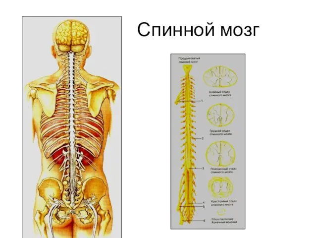 Спинной мозг