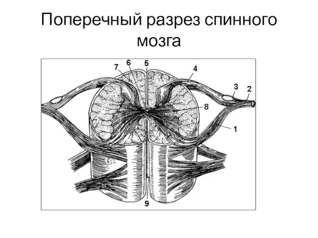 Поперечный разрез спинного мозга