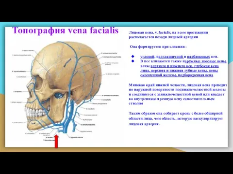 Топография vena facialis Лицевая вена, v. facialis, на всем протяжении располагается позади