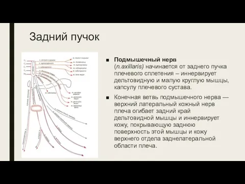 Задний пучок Подмышечный нерв (n.axillaris) начинается от заднего пучка плечевого сплетения –