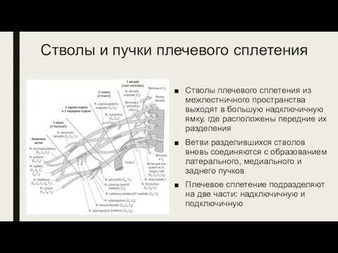 Стволы и пучки плечевого сплетения Стволы плечевого сплетения из межлестничного пространства выходят