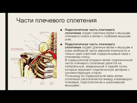 Части плечевого сплетения Надключичная часть плечевого сплетения отдает короткие ветви к мышцам