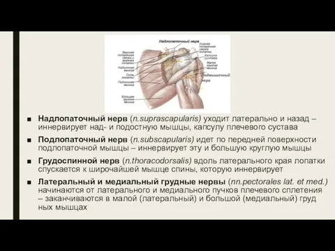 Надлопаточный нерв (n.suprascapularis) уходит латерально и назад – иннервирует над- и подостную