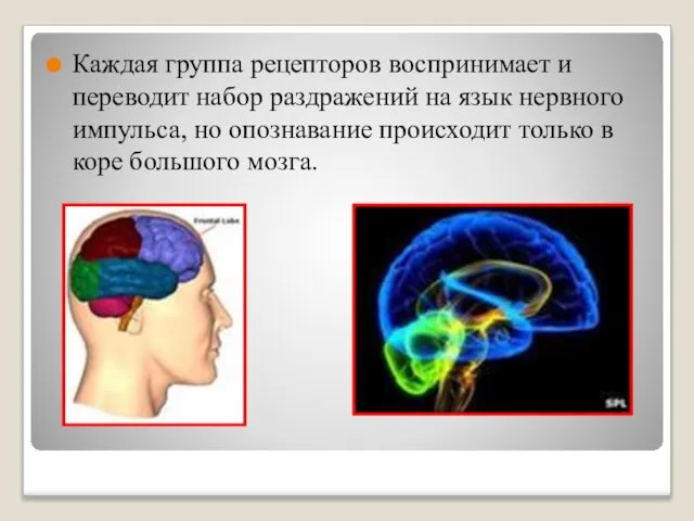 Каждая группа рецепторов воспринимает и переводит набор раздражений на язык нервного импульса,