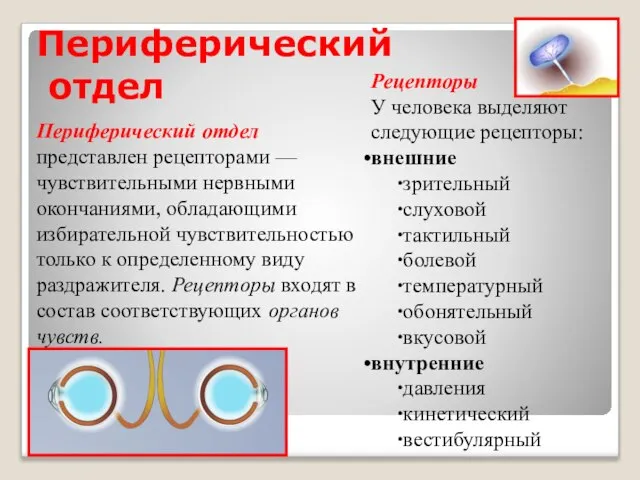 Периферический отдел Рецепторы У человека выделяют следующие рецепторы: внешние зрительный слуховой тактильный