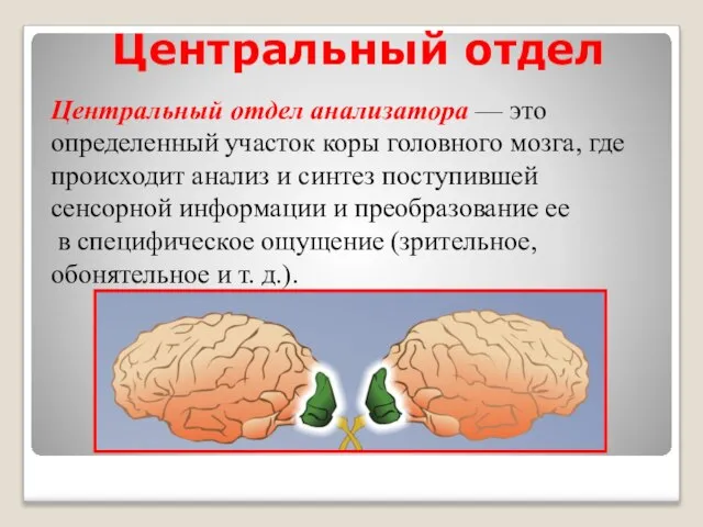 Центральный отдел Центральный отдел анализатора — это определенный участок коры головного мозга,