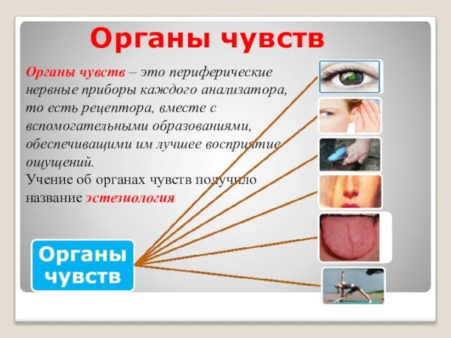 Органы чувств Органы чувств – это периферические нервные приборы каждого анализатора, то