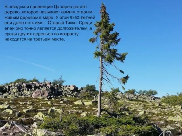 В шведской провинции Даларна растёт дерево, которое называют самым старым живым деревом