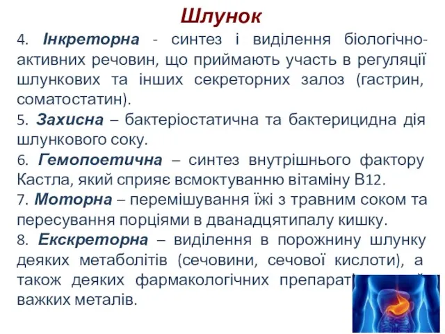 Шлунок 4. Інкреторна - синтез і виділення біологічно-активних речовин, що приймають участь